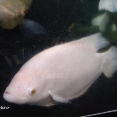 アルビノオスフロ35cm±の画像