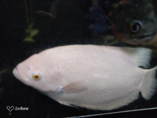 アルビノオスフロ35cm±