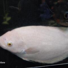 アルビノオスフロ35cm±