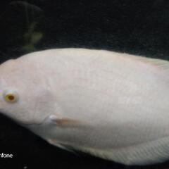 アルビノオスフロ35cm±の画像