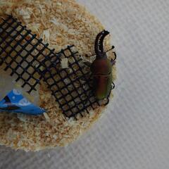 21,22　ワナメ産 オス×2 パプアキンイロクワガタ の画像