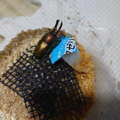 21,22　ワナメ産 オス×2 パプアキンイロクワガタ の画像