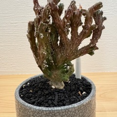 残雪の画像