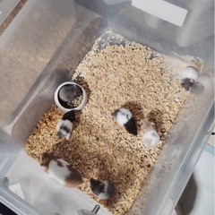 決まりました🐹ゴールデンハムスター産まれてます🐹