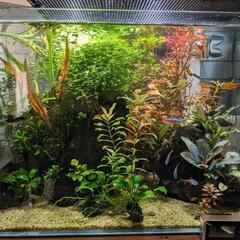 トリミング水草3種セット