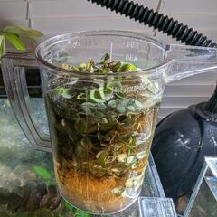 トリミング水草3種セットの画像