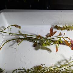 トリミング水草3種セットの画像