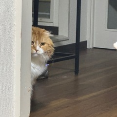 スコティッシュフォールド