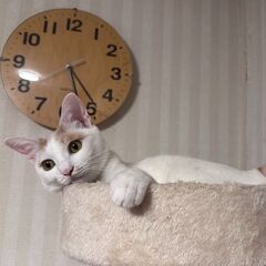 ★譲渡会あります★　遺棄され怖くて動けなかった子です