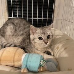 飼い主募集中