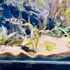 クリプトコリネ(水草)