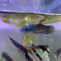 ワイルドベタ　アントゥタ　ペア