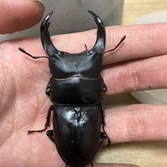 ゲリラプレゼント企画ホペイオオクワガタ極太血統羽化不全個体