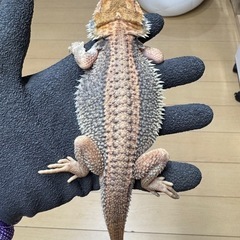 フトアゴヒゲトカゲ　サンダーボルト　ヤング