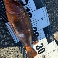 春から冬まで魚突き(ルール厳守) - スポーツ
