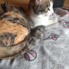 昨年5月末に家に隣接している倉庫内で何処かの猫が産んだ子猫2匹を保護しています。先住犬がいる為に家では飼う事が出来ず、ずっと倉庫内で飼っていましたが、どなたか可愛いがっていただける飼い主さん探しています。  🔴白とグレーの猫は里親見つかりました💗            - 出雲市