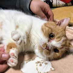 里親様決定しました甘えん坊な短足マンチカンちゃんです