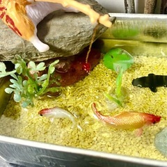 ミニチュアレジン池②の画像