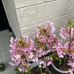 河津桜🌱苗の画像