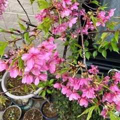 河津桜🌱苗の画像