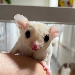 フクロモモンガ（リューシースティック）