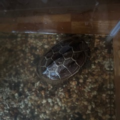 クサガメ