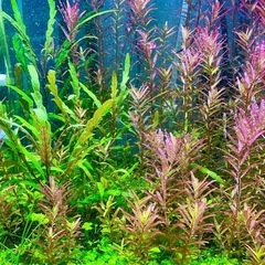 水草　ロタラ　ラディッシュ
