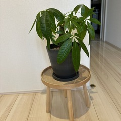 パキラ
