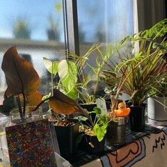 観葉植物のお手入れ、植え替え、育成管理方法の相談、引き取り等致します！