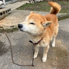 柴犬(血統書有)