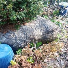 庭石を無料であげます。の画像
