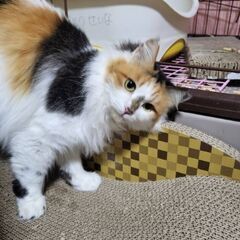 推定2歳位　ふわふわ長毛の山本リンダちゃん【3月9日(日曜日)　...