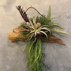 【観葉植物】でお部屋、店舗の装飾致します！