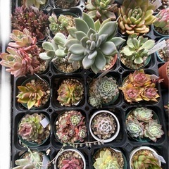 多肉植物　エケベリアの画像