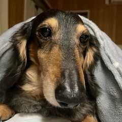 ダックスの里親募集