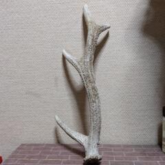 横須賀🆗日本カモシカのツノ