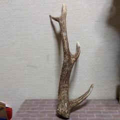 厚木方面🆗屋久島ヤクシカの角