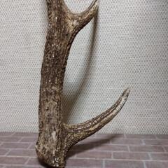 厚木方面🆗屋久島ヤクシカの角の画像