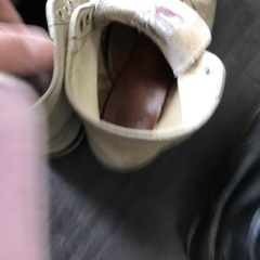 レッドウイングアイリッシュセッターの画像