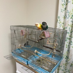 ウロコインコ2羽