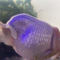金魚　特大蘭鋳
