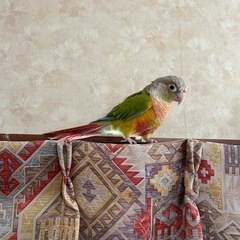 ウロコインコ