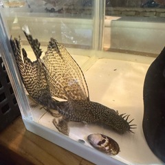 ブッシープレコ　稚魚　ロングフィンタイプのみの画像