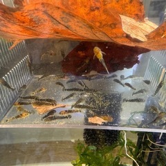 ブッシープレコ　稚魚　ロングフィンタイプのみの画像
