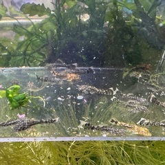 ブッシープレコ　稚魚　ロングフィンタイプのみの画像