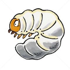 カブトムシ虫の幼虫
