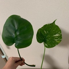 モンステラ＋斑入りモンステラの切り葉