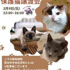🐈可愛い　保護猫達が待っています💕