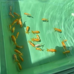 【数量限定！再販】爆裂フンタン らんちゅう　稚魚
