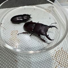 ダイトウヒラタ 使用済み 2ペアの画像